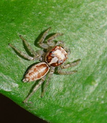 Salticoidea