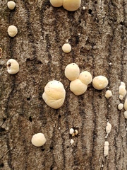 Trichoderma peltatum