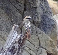 Myiodynastes luteiventris