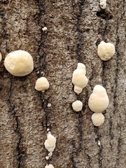 Trichoderma peltatum