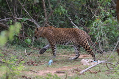 Panthera pardus kotiya