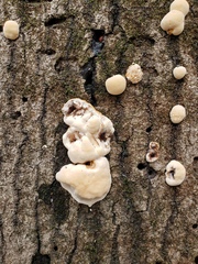 Trichoderma peltatum