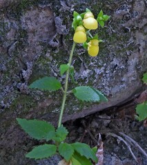 Calceolaria elatior