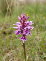 Dactylorhiza × kerneriorum