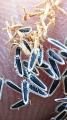 Perityle microglossa