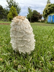 Coprinus comatus