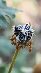 Perityle microglossa