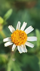 Perityle microglossa