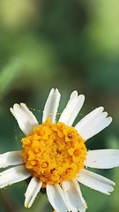 Perityle microglossa