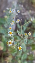 Perityle microglossa