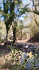 Perityle microglossa