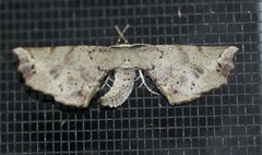 Parepisparis excusata