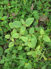 Malvales