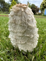 Coprinus comatus
