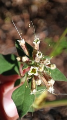 Salpianthus arenarius
