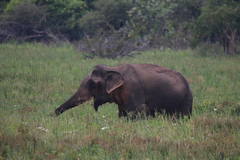 Elephas maximus maximus