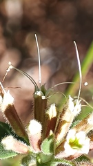 Salpianthus arenarius