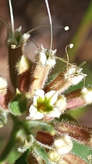 Salpianthus arenarius