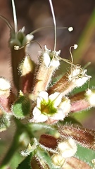 Salpianthus arenarius