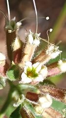 Salpianthus arenarius