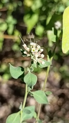 Salpianthus arenarius
