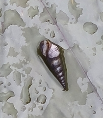 Gastropoda