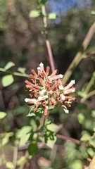 Salpianthus arenarius