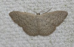 Scopula optivata