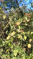 Salpianthus arenarius