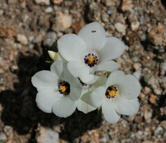 Linanthus parryae