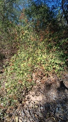 Salpianthus arenarius