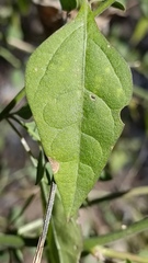 Salpianthus arenarius