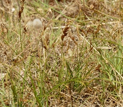 Carex arenaria