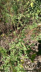 Salpianthus arenarius