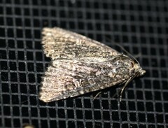 Hypoperigea tonsa