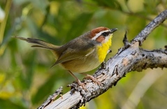 Basileuterus rufifrons