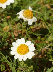 Anthemis maritima