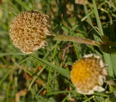 Anthemis maritima