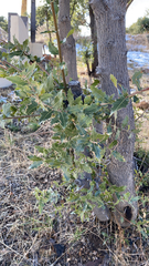 Quercus emoryi