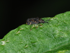 Sumitrosis inaequalis