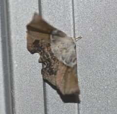 Esthlodora versicolor