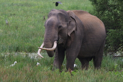 Elephas maximus maximus