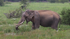 Elephas maximus maximus