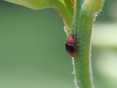 Caplothorax melanopterus