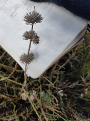 Marrubium supinum
