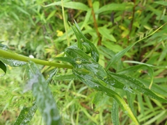 Asphondylia solidaginis