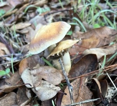 Gymnopus brassicolens