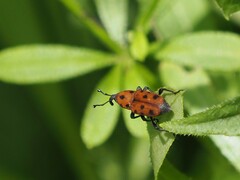 Rhodobaenus tredecimpunctatus