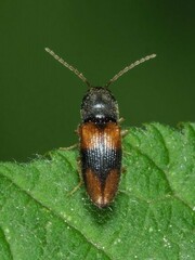 Horistonotus curiatus