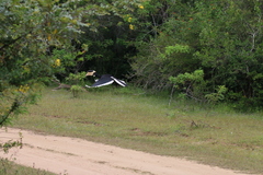 Anthracoceros coronatus